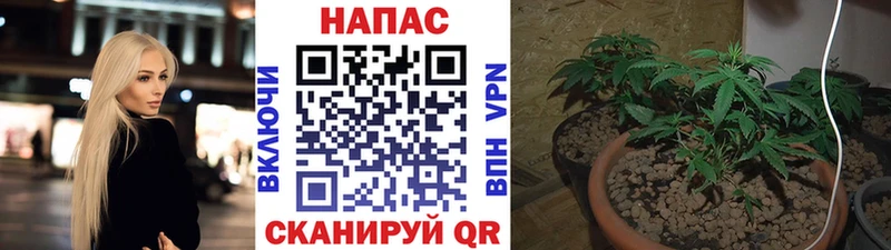 Купить где  Чудово  Шишки марихуана планчик 